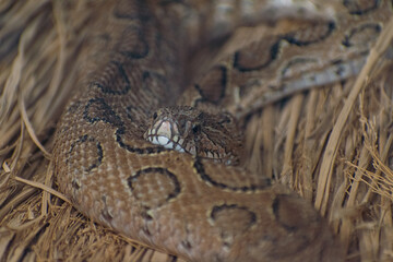 close up of a python