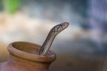  snake peeking out of a pot 