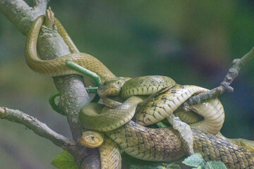 Many green snakes on the tree coiled up together 