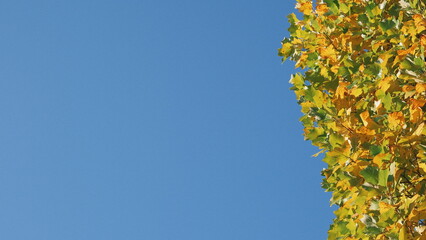 autumn tree against blue sky with negative space