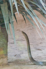 snake standing up near a tree