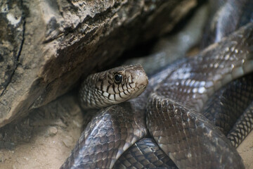 close up of a snake in the zoo