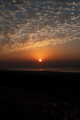 長崎県諫早市　早朝の高原に咲く秋桜　白木峰高原