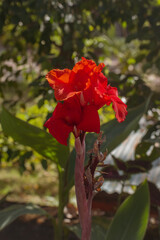 red flower blooming in the garden