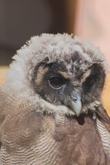 close up of an owl
