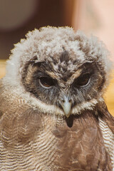 eagle owl portrait