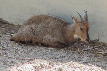baby deer in the woods