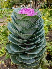 Obraz premium Decorative cabbage that adorns parks, squares, and surrounding areas. Colorful leaves of ornamental brassica. The autumn atmosphere.