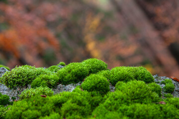 green moss plant in damp mossy texture wild forest dark green natural woodland background ecology...