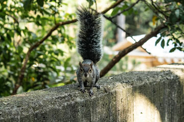 Squirrel looking to the camera.