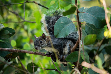 Squirrel standing on a tree.