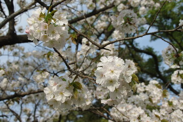 close up white sakura (cherry) blossoms in Japan