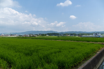 田園の風景写真