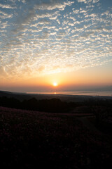 長崎県諫早市　早朝の高原に咲く秋桜　白木峰高原