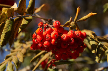 Mountain Ash Berries in Autumn