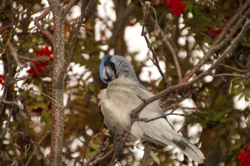 Blue Jay perched in a Mountain Ash Tree