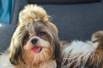 Shih Tzu sit on the chair