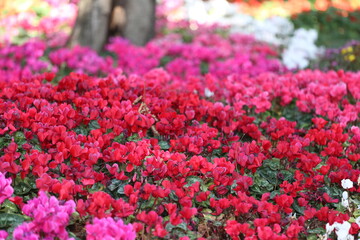 Obraz premium Cyclamen flower are blooming in the flower garden.