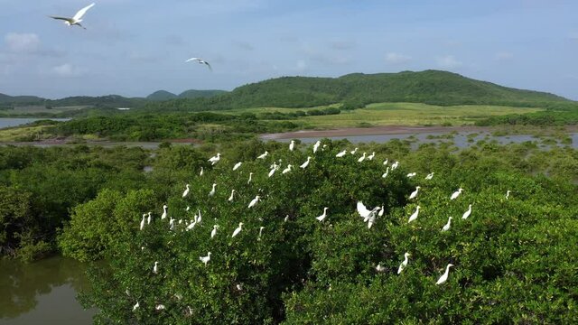 White egrets with yellow beak in a tree incubating eggs natural wildlife habitat mangrove vegetation Martinique aerial view