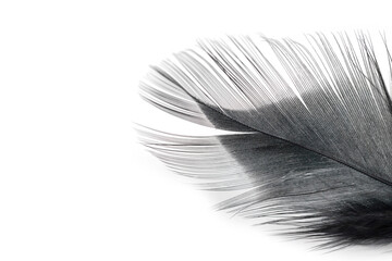black feather texture on a white background