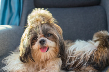 Shih Tzu sit on the chair