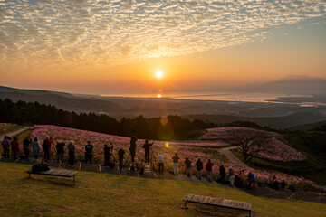 長崎県諫早市　早朝の高原に咲く秋桜　白木峰高原