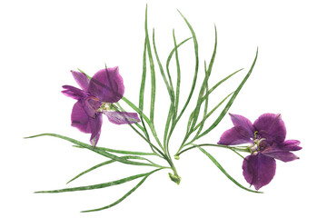 Pressed and dried delphinium flowers isolated on white background. For use in scrapbooking,...