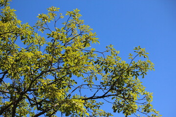 sky blue and green tree