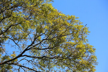 sky blue and green tree