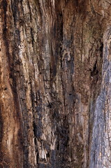 Interior of a Rotting Tree