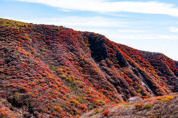 肥前が城の紅葉