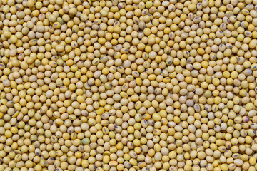 Fresh seed soybean background.