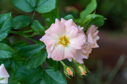 ピンク色の花(薔薇)の写真