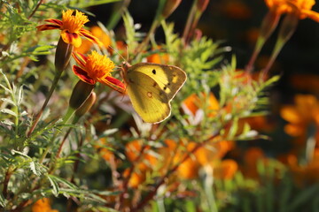 秋の花壇に咲くマリーゴールドの蜜を吸うモンキチョウ