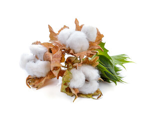 cotton plant isolated on white background