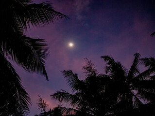 Moon in the Palms