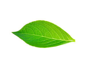 Green leaf isolated on white.