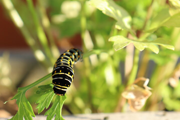 Closeup of black swallowtail caterpillar with mostly black body and green stripes and yellow spots eating parsley