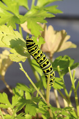 Closeup of black swallowtail caterpillar with black and green stripes and yellow spots eating parsley