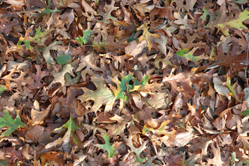Forest ground in the autumn covered in mostly brown and green oak leaves