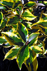 Folha Folhagem. Eleagnus,  Elaeagnus angustifolia