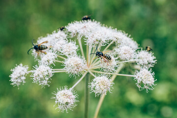 Flower of medicinal Angelica Archangelica with bees