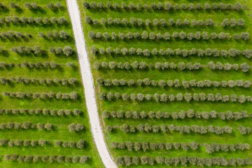 Aerial shot of an olive grove © Chris Holman/Wirestock