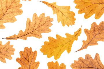 Naklejka na ściany i meble Autumn yellow oak leaves on white background, fall wallpaper. Top view Flat lay
