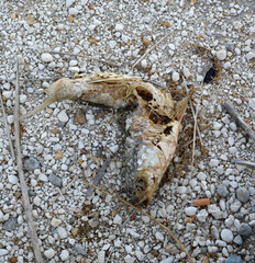 dead fish out of the water on a gravel floor with trash, caused by desertification