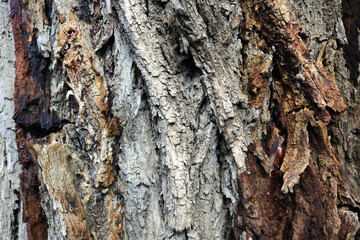 pine tree trunk with amber resin - colorful texture of a rough wood, white, brown, yellow and reddish