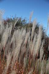 Fototapeta premium grass in the wind