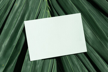 White empty paper lay on green coconut leaves