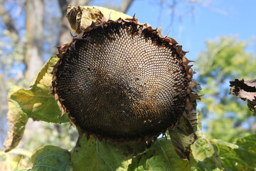 BROWN SUNFLOWERS, BLUE SKY