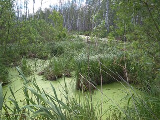 swampy grass in the forest by the lake with mud in the swamp in summer